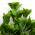 Трава искусственная -1, шт (эвкалипт лист 32 см/8 см)				 - купить в Сыктывкаре. Цена: 169.93 руб.