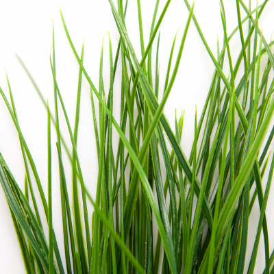 Трава искусственная -4, шт  (осока 50 см/8 см  7 листов)				 - купить в Сыктывкаре. Цена: 130.73 руб.